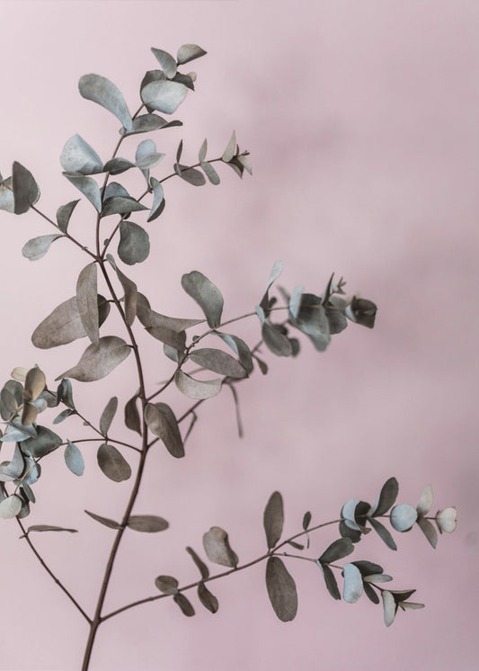 Eucalyptus 12 | Canvas