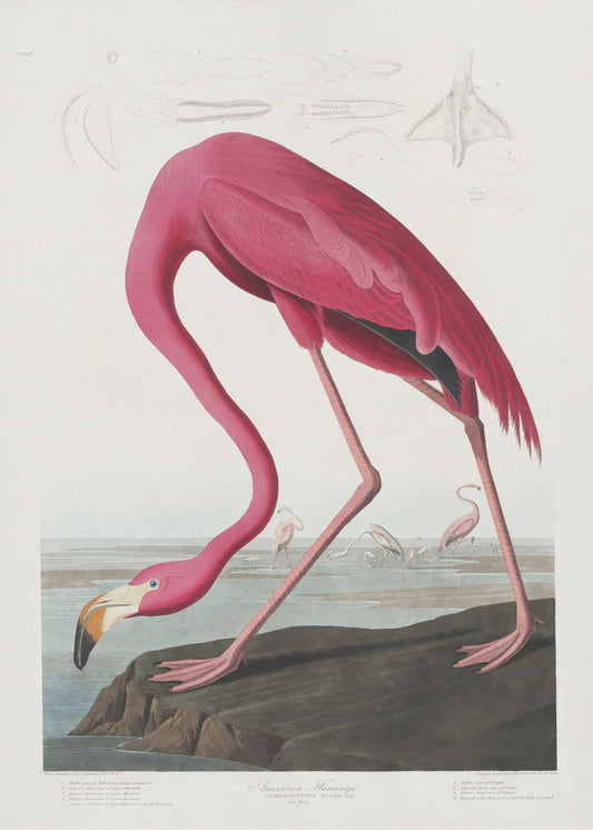 Rosa Flamingo aus Birds of America (1827) | Leinwand