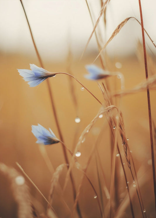 Blaue Blüten im Morgengrauen | Leinwand