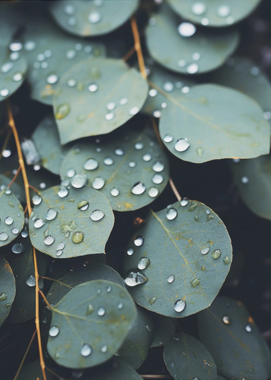 Rain-Kissed Leaves | Poster
