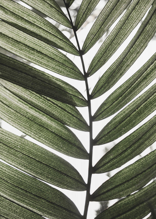 Palm Leaves 24 | Canvas