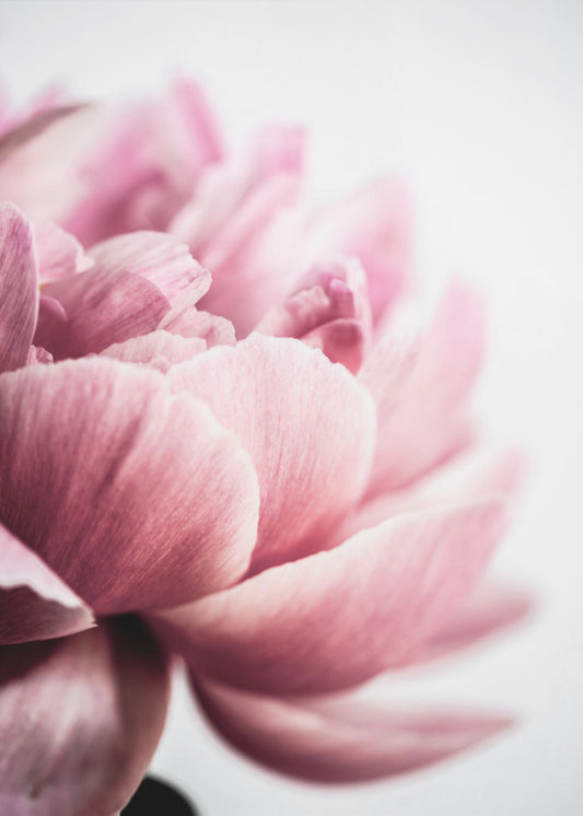 Peony 1 | Canvas