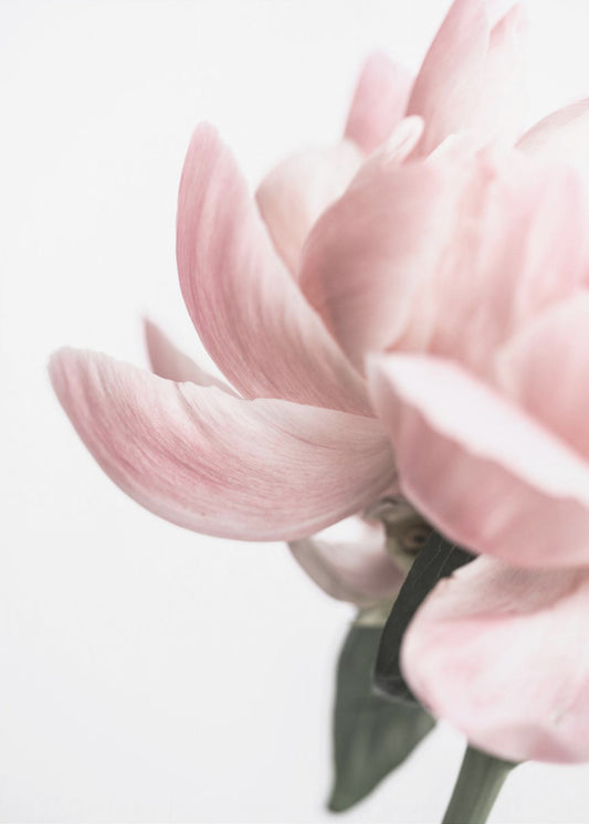 Peony 2 | Canvas