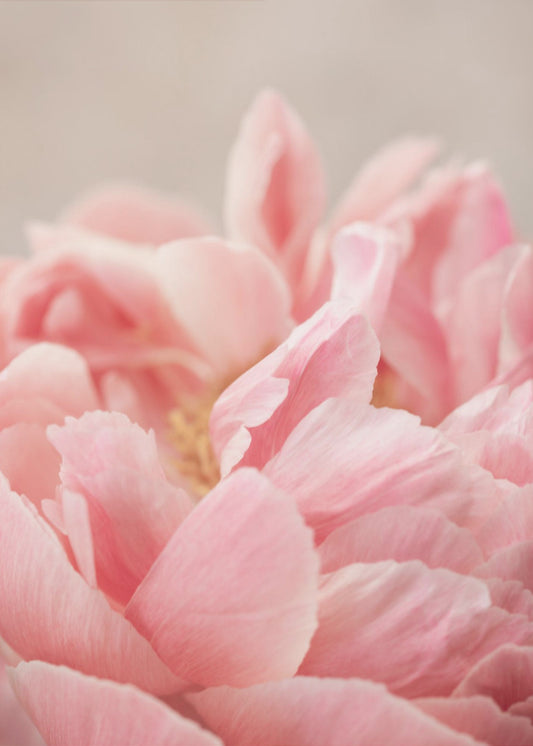 Peony 4 | Canvas