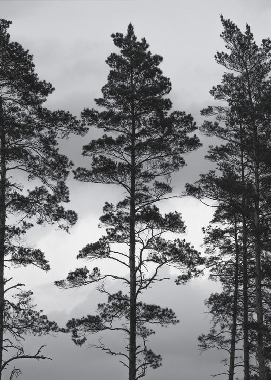 Swedish Trees | Canvas