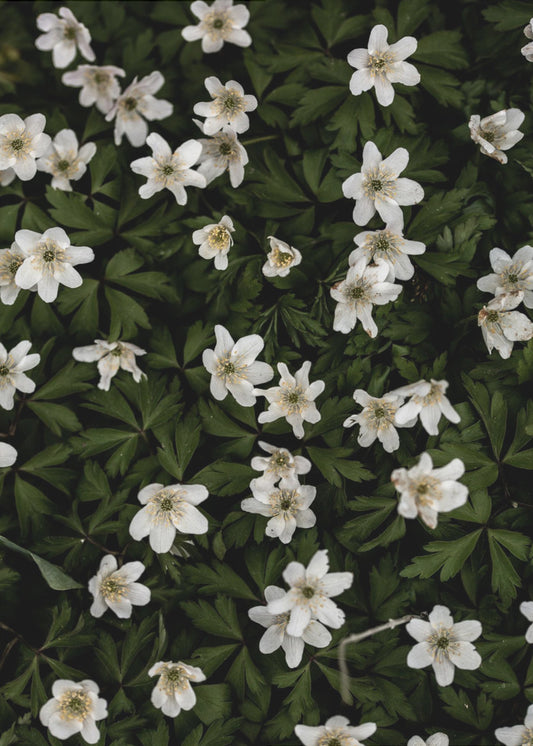 Tiny Flowers 2 | Canvas