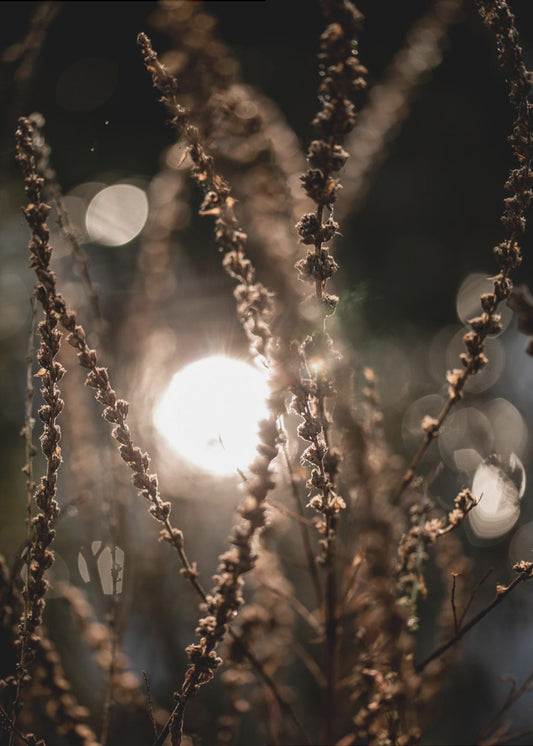 Natural Sparkle 2 | Canvas