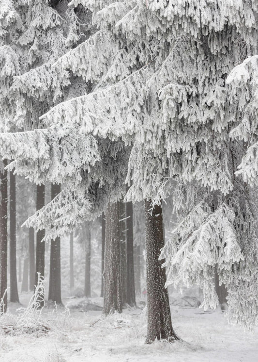 Winter Forest 2 | Canvas
