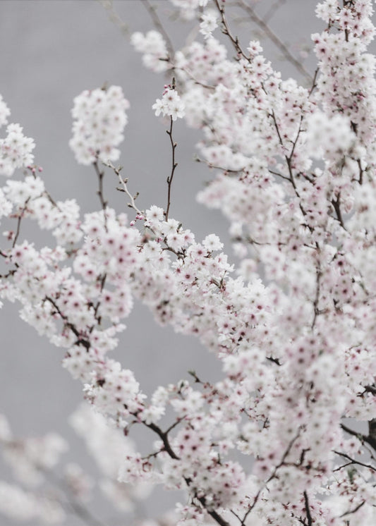 Colorful Spring 6 | Canvas