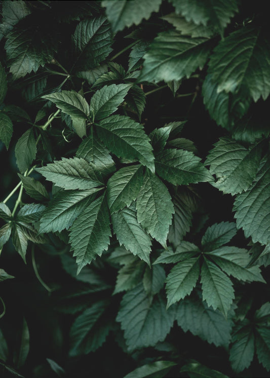 Dark Leaves 13 | Canvas