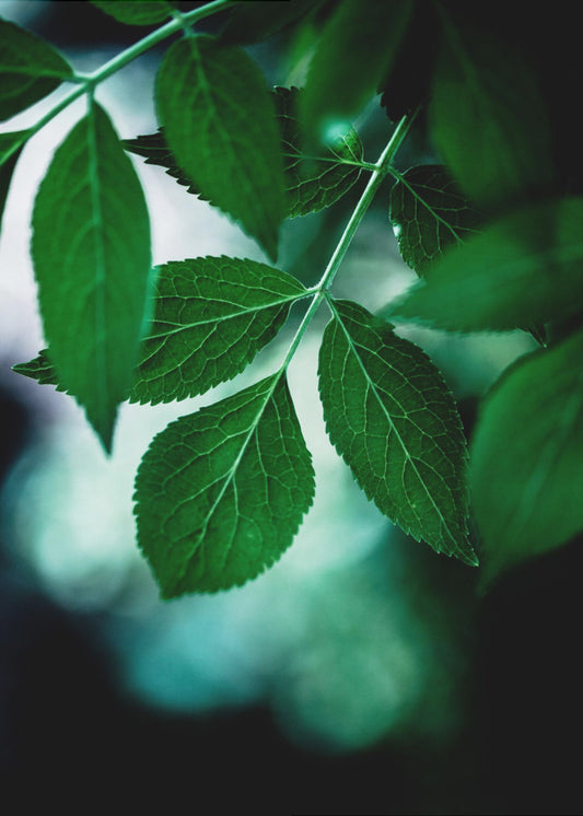 Dark Leaves 14 | Canvas