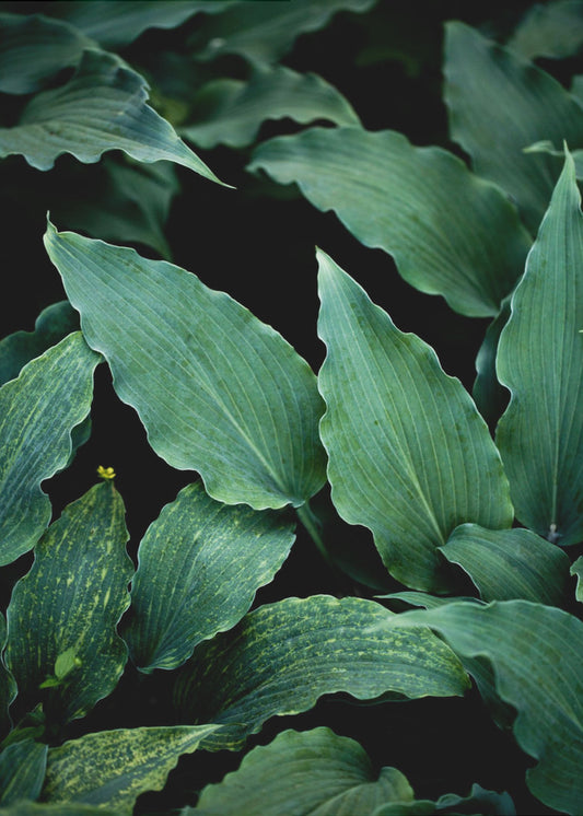 Dark Leaves 15 | Canvas