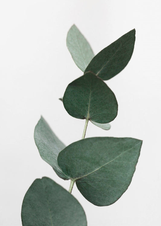 Eucalyptus 4 A1 | Canvas