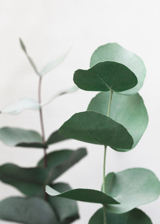 Eucalyptus 5 A1 | Canvas