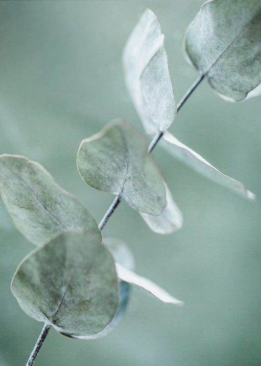 Eucalyptus 9 | Canvas