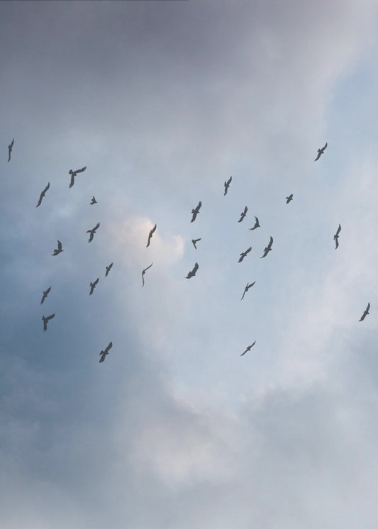 Free As a Bird | Canvas