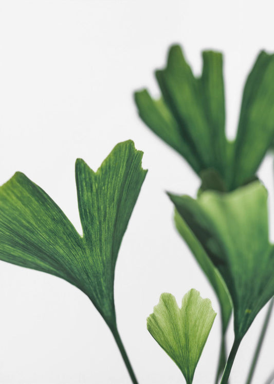Ginko 5 | Canvas