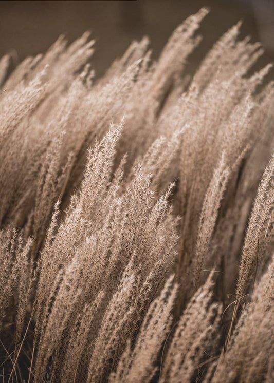 Grass 16 | Poster