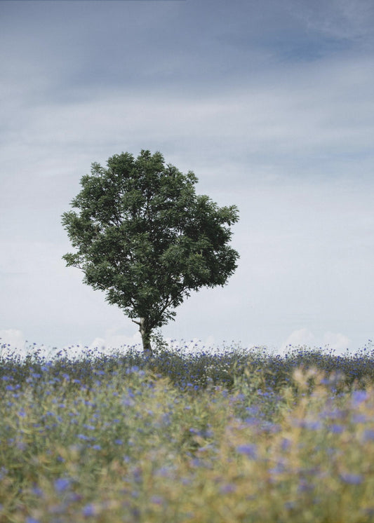Sommerwiese | Leinwand