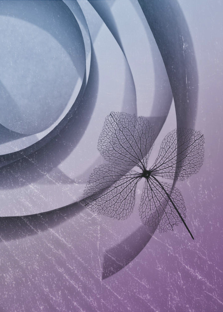 Hortensie | Poster