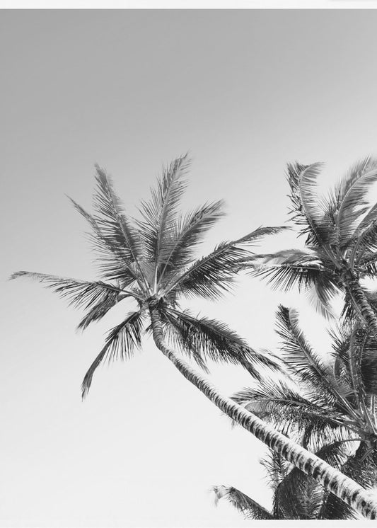 Tropische Silhouetten | Poster