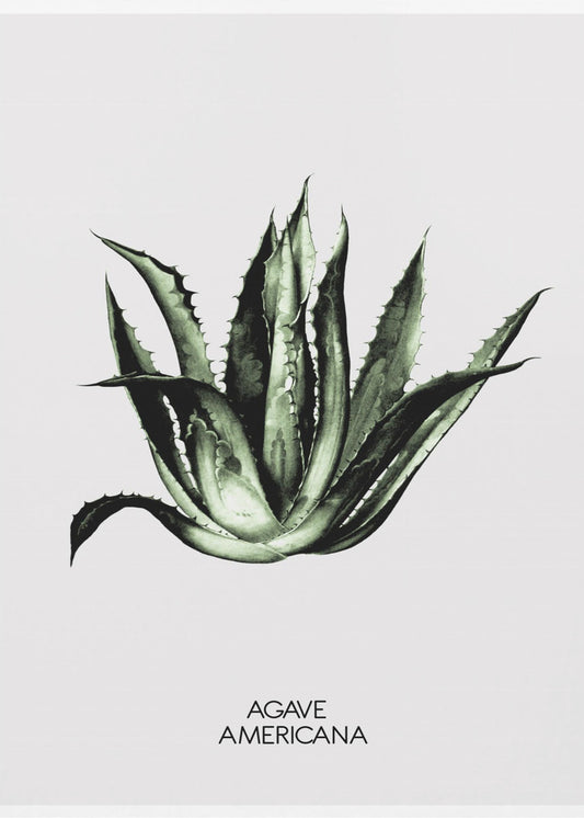 Grüne Agave Eleganz | Poster