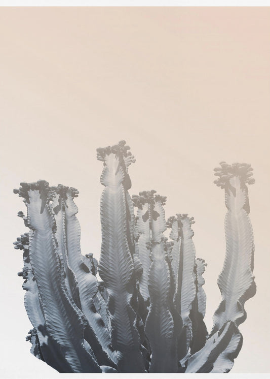 Kaktus-Silhouetten | Poster