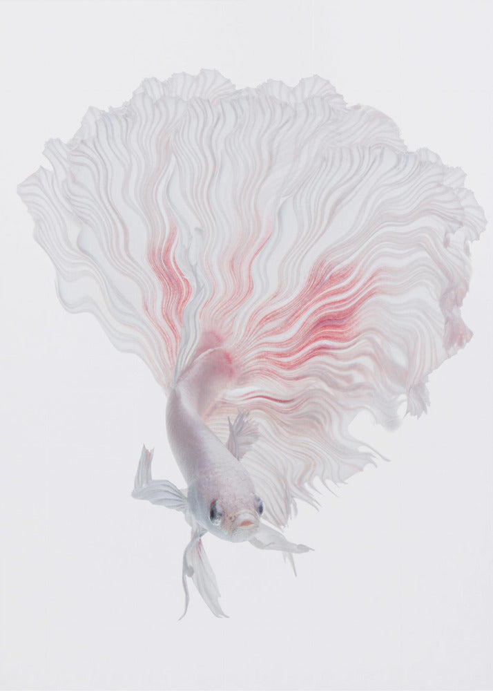 WURZEL-BETTA | Leinwand