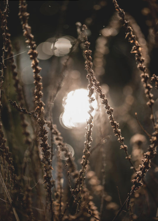 Herbstlichter 2 | Leinwand