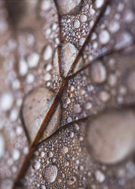 Herbstregen | Leinwand