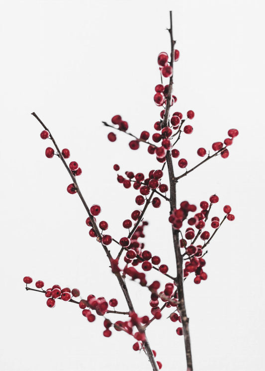 Rote Beeren 2 | Leinwand