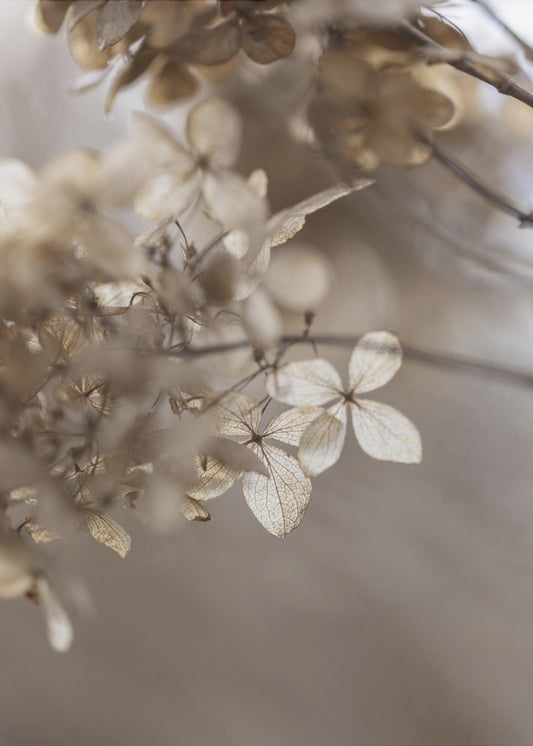 Hortensie 1 | Leinwand
