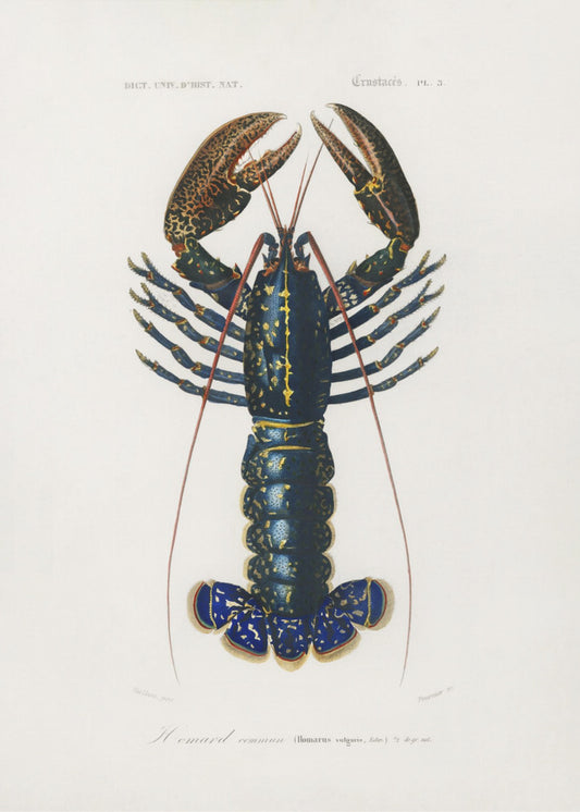 Crimson Crawfish | Poster