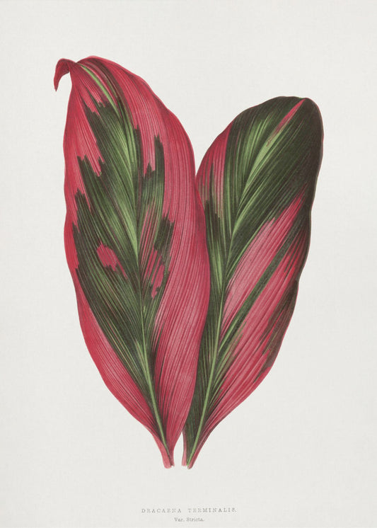 Pink Dracaena Terminalis Leaf Illustration | Canvas