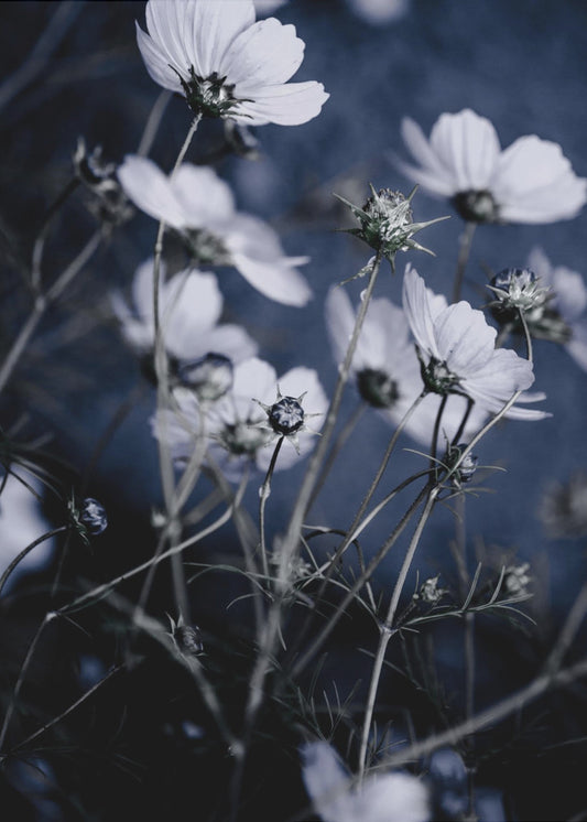 Wildblumen 10 | Leinwand