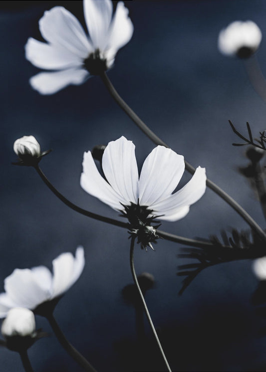 Wildblumen 1 | Leinwand