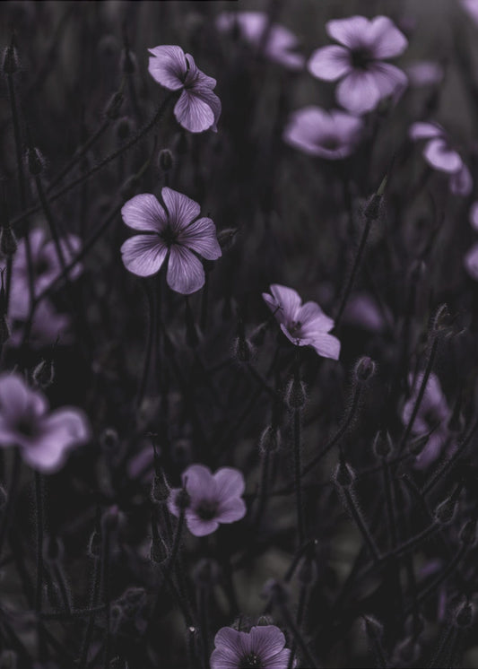 Dunkle Blumen 10 | Leinwand