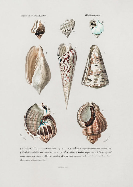 Sealife I | Canvas