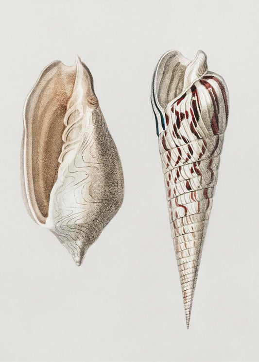 Two Mollusks Crop II | Canvas