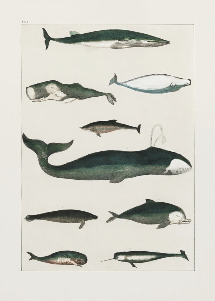 Vintage Wal Poster | Leinwand