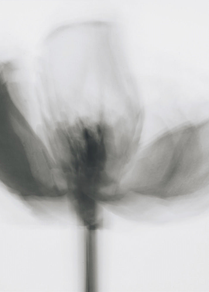 Mono Tulpe | Leinwand