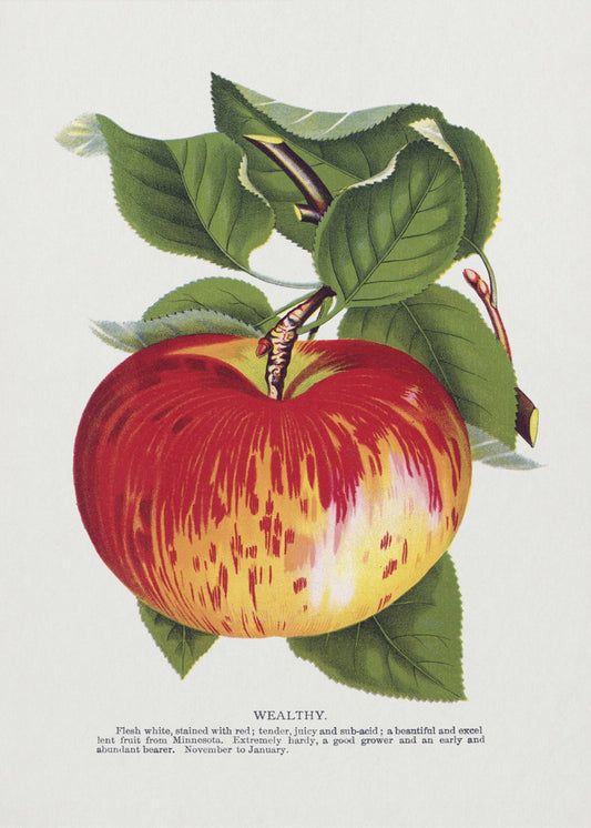 Lithografie „Wealth Apple“ | Poster