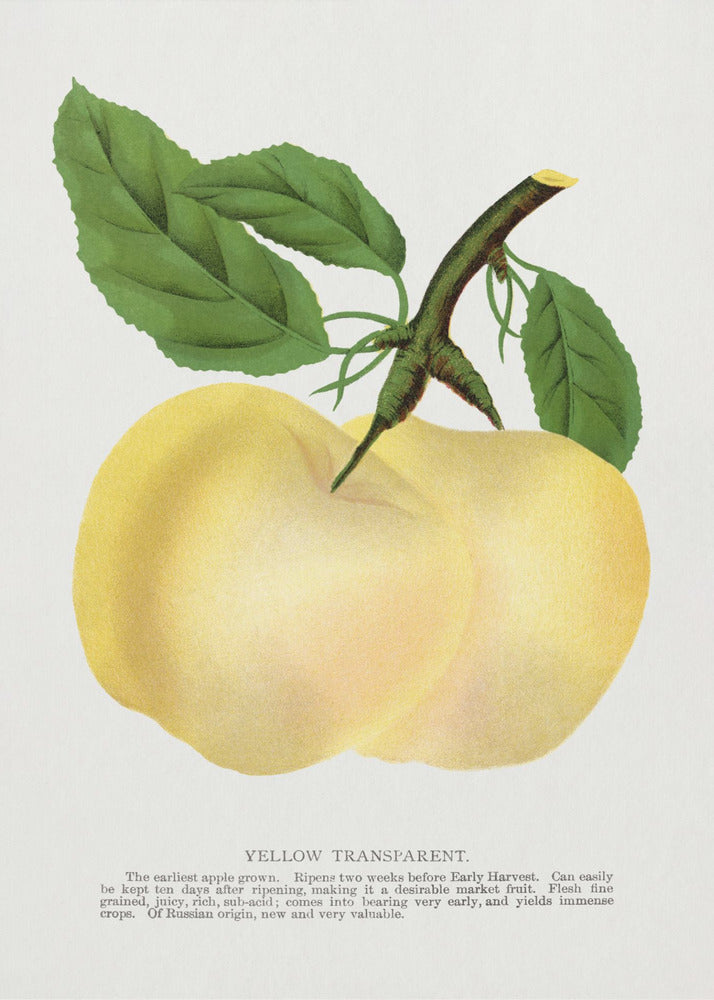 Gelbe transparente Apfel-Lithografie | Leinwand