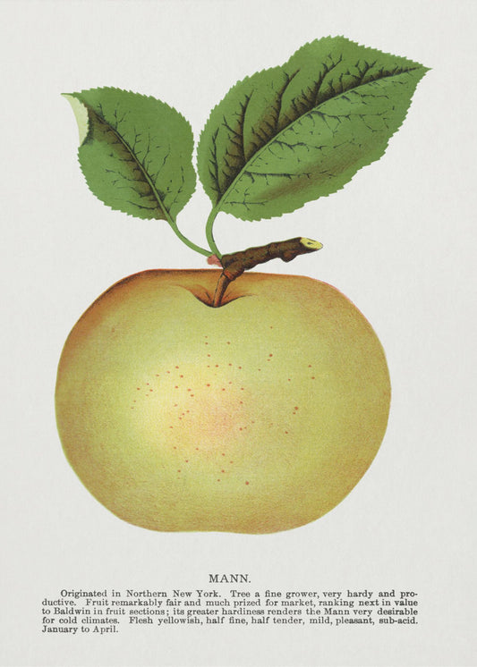 Mann Apple Lithographie | Leinwand
