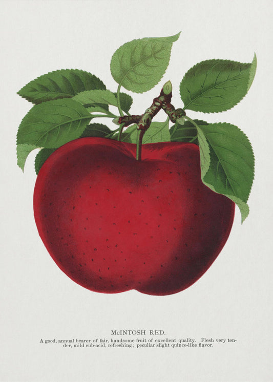 Mcintosh Red Apple Lithographie | Poster