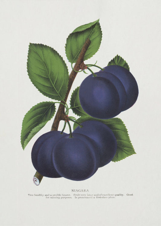 Niagara Plum Lithographie | Leinwand