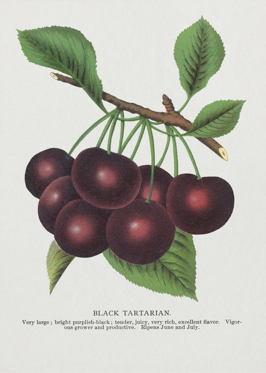 Schwarze Tatarenkirsche Lithographie | Poster