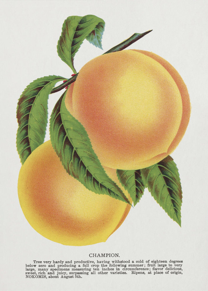 Champion Plum Lithographie | Poster
