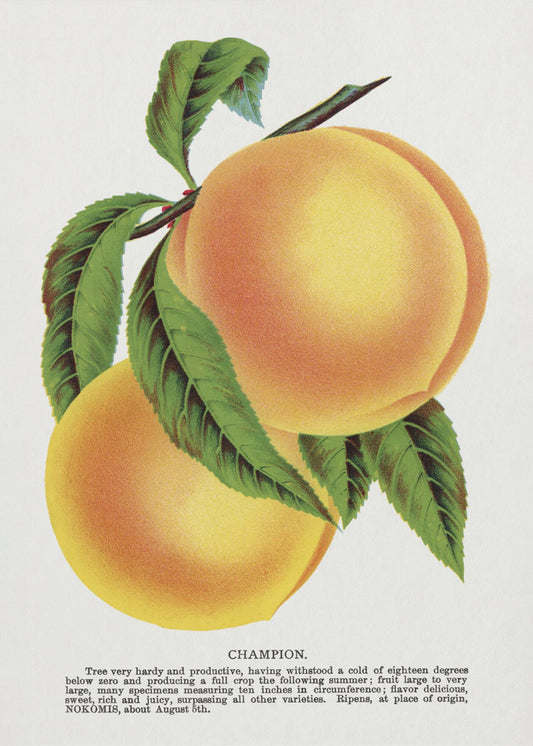 Champion Plum Lithographie | Leinwand