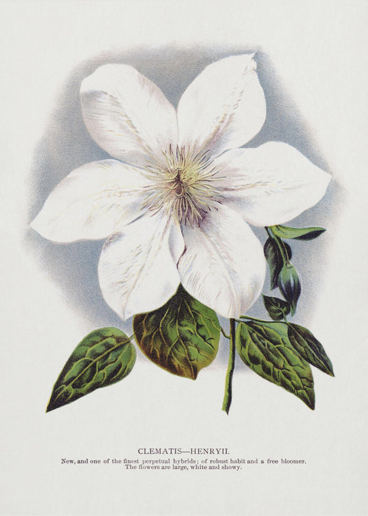 Clematis-Blumen-Lithografie | Leinwand